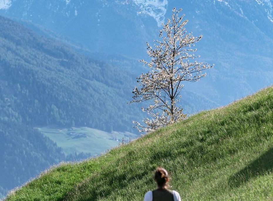 Eine Person wandert auf einer grünen Bergwiese mit Blick auf die verschneiten Alpen.