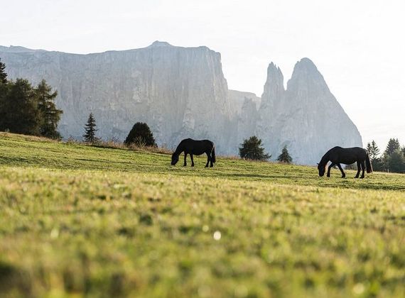 Zwei Pferde grasen auf einer Wiese vor einer markanten Bergkulisse im Hintergrund.