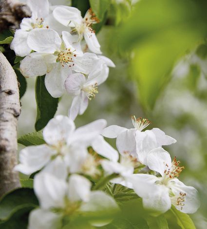 Weiße Apfelblüten an einem Ast vor unscharfem grünem Hintergrund.