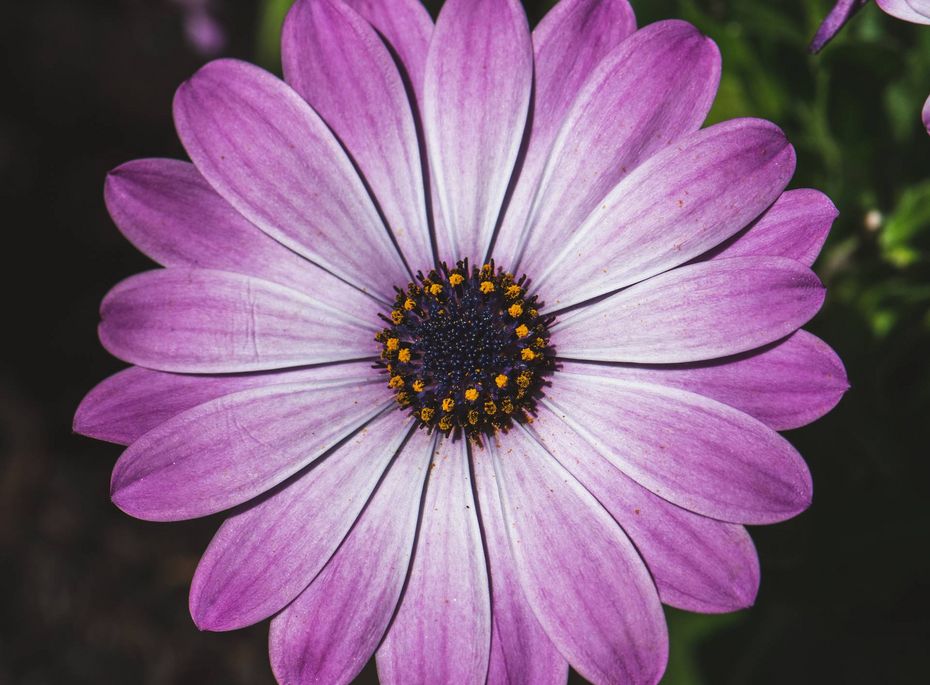 Eine lilafarbene Blüte mit dunkler Mitte vor unscharfem grünen Hintergrund.