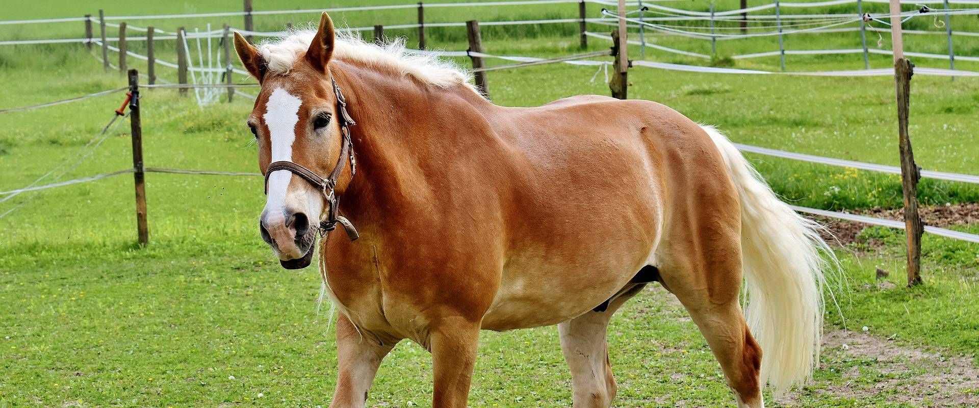 Ein braunes Pferd mit heller Mähne steht auf einer grünen Weide neben einem Zaun.