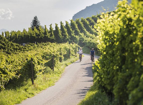 Zwei Radfahrer fahren auf einem Weg zwischen grünen Weinbergen im Vinschgau.