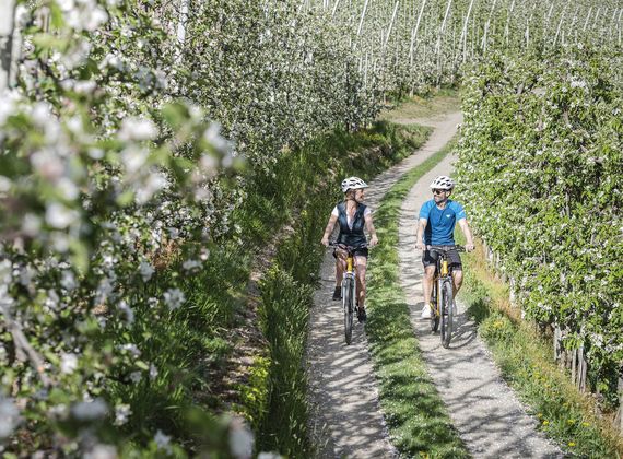 Zwei Radfahrer fahren auf einem schmalen Weg zwischen grünen Obstbäumen.