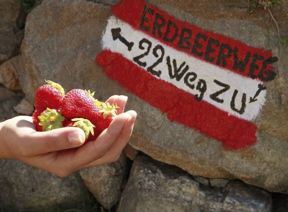 Eine Hand hält frische Erdbeeren vor einem Wegweiser zum Erdbeerweg.
