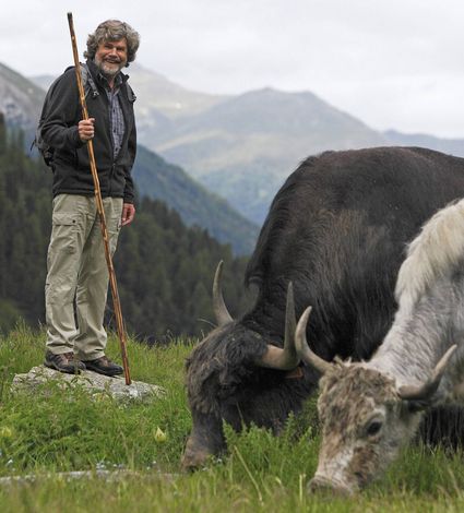 Ein Wanderer steht mit einem langen Stock auf einer Alm, während Yaks auf der Wiese grasen.
