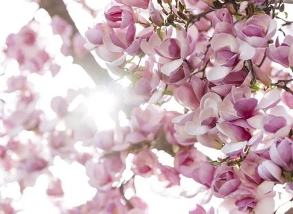 Easter time - spring time