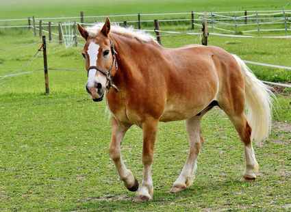 Ein braunes Pferd mit weißer Blesse steht auf einer grünen Weide mit Zaun im Hintergrund.