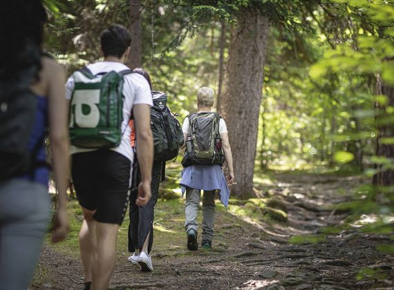 Mehrere Wanderer gehen mit Rucksäcken auf einem Waldweg durch den grünen Wald.