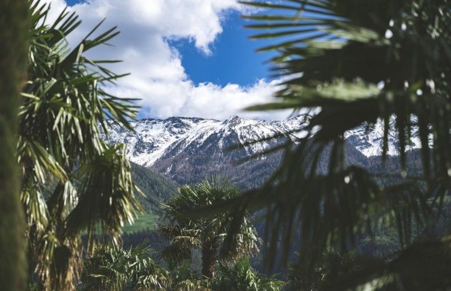 Durch Palmenzweige blickt man auf eine schneebedeckte Bergkette unter blauem Himmel.