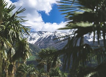 Durch Palmenzweige blickt man auf eine schneebedeckte Bergkette unter blauem Himmel.