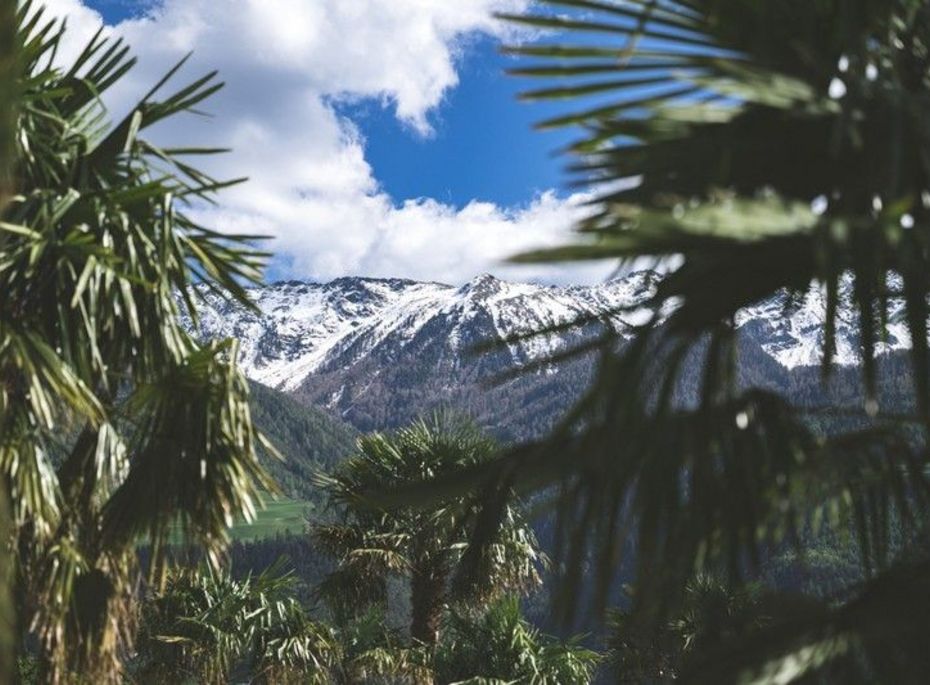 Durch Palmenzweige blickt man auf eine schneebedeckte Bergkette unter blauem Himmel.
