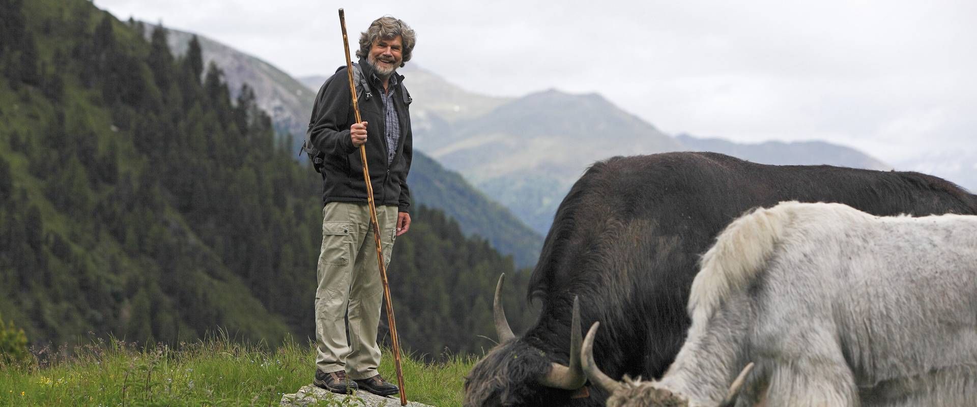 Ein Wanderer steht mit Stock auf einer Wiese neben Rindern vor einer Bergkulisse.