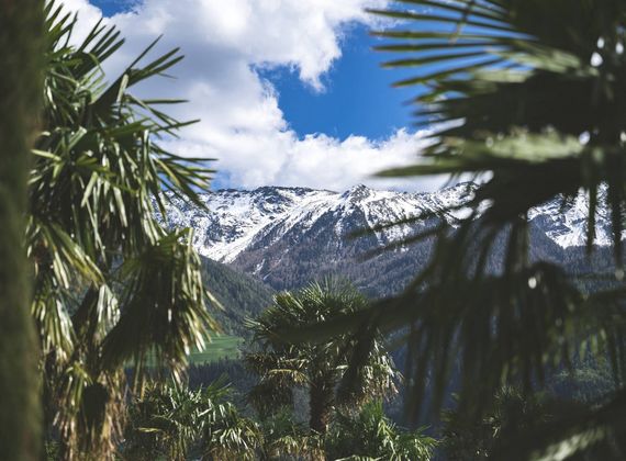 Le palme incorniciano una catena montuosa innevata sotto un cielo azzurro.