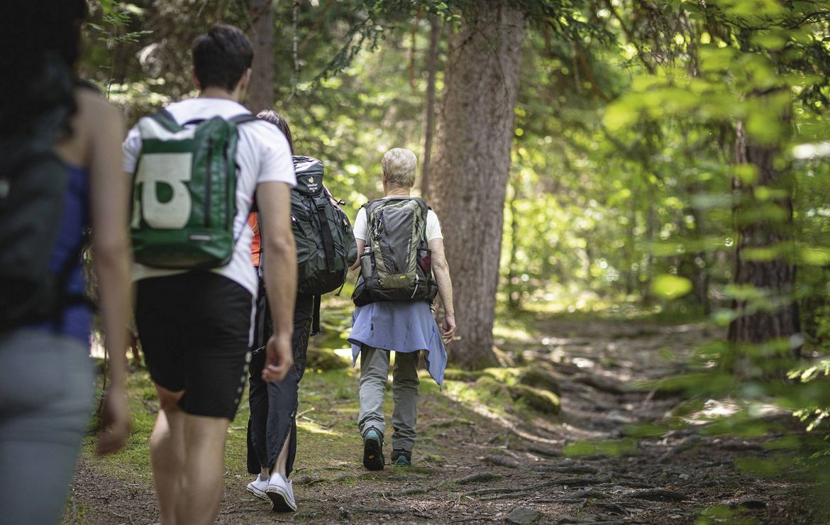 Mehrere Wanderer gehen auf einem Waldpfad durch den grünen Wald.