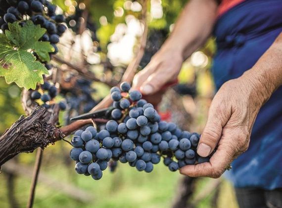 Una persona raccoglie a mano grappoli d’uva nera maturi in un vigneto.