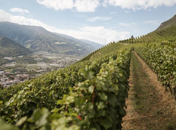 Ein schmaler Weg führt durch einen Weinberg mit Blick ins Tal und auf die Berge.