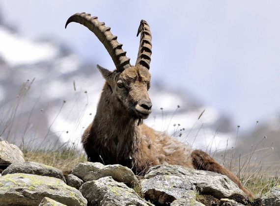Ein Alpensteinbock liegt zwischen Felsen und Gras vor einer hellen Bergkulisse.