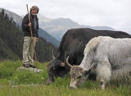 Ein Wanderer steht auf einer Alm neben grasmenden Kühen vor einer Bergkulisse.