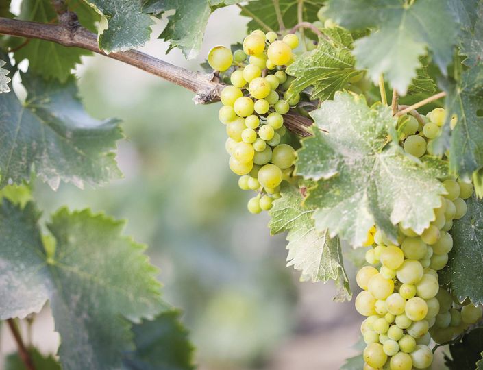 Grüne Weintrauben hängen an einer Rebe zwischen großen Blättern im Weinberg.