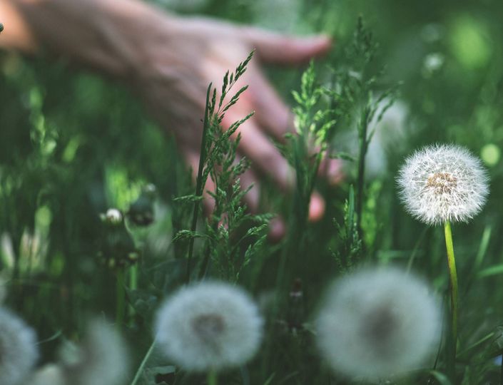 A hand reaches through green meadow plants near a dandelion seed head.