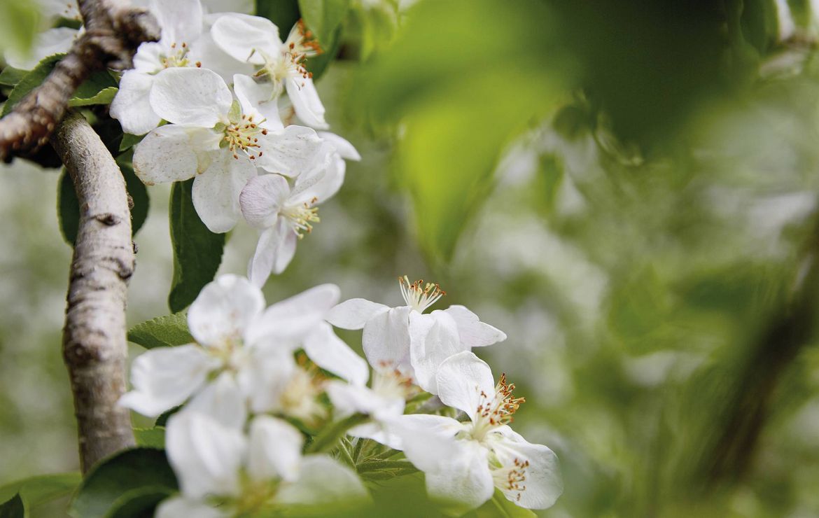 Weiße Blüten an einem Ast vor unscharfem grünem Hintergrund im Naturpark Texelgruppe.