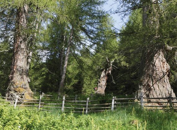 Ein Holzzaun führt an alten Lärchen und einer grünen Wiese am Wanderweg vorbei.