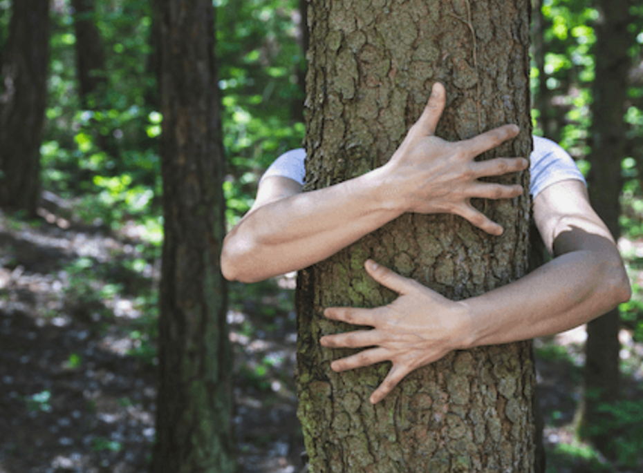 Waldhugs im Preidlhof bei Naturns Eine Person umarmt einen Baumstamm im Wald und steht dabei teilweise hinter dem Baum.