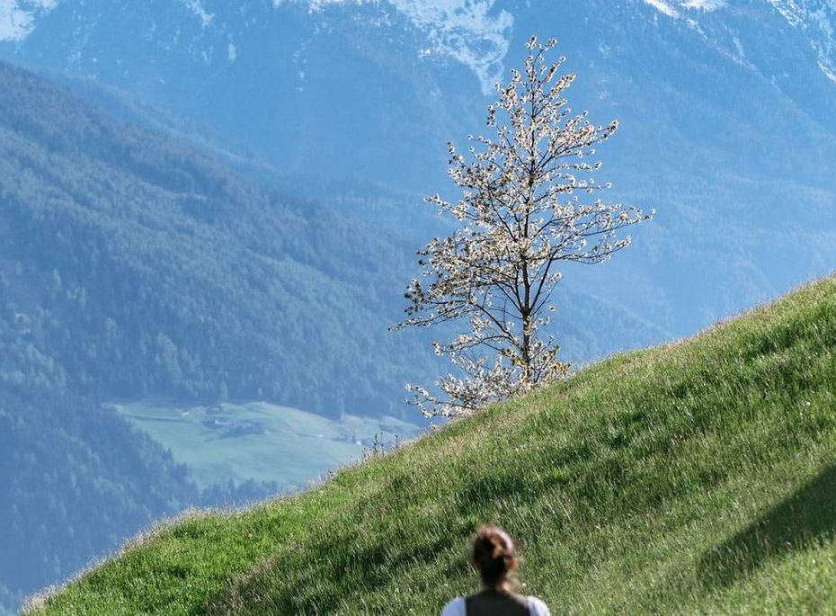 Wanderung auf der Alm in Naturns Eine Person geht über eine grüne Almwiese mit Blick auf schneebedeckte Berge.