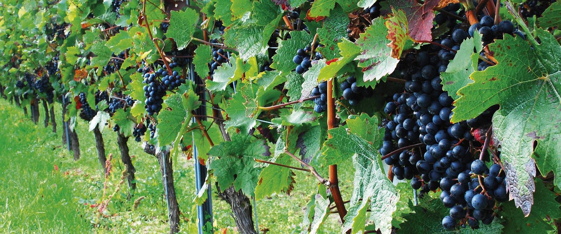 Clusters of dark grapes hang among green vine leaves in a vineyard.