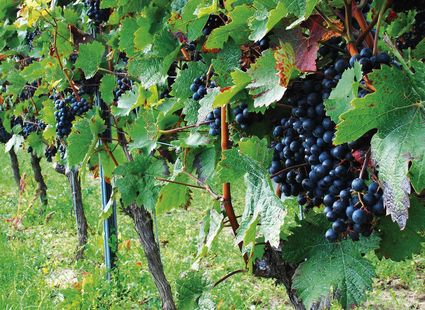 Reife dunkle Weintrauben hängen dicht an den Reben im Weinberg.
