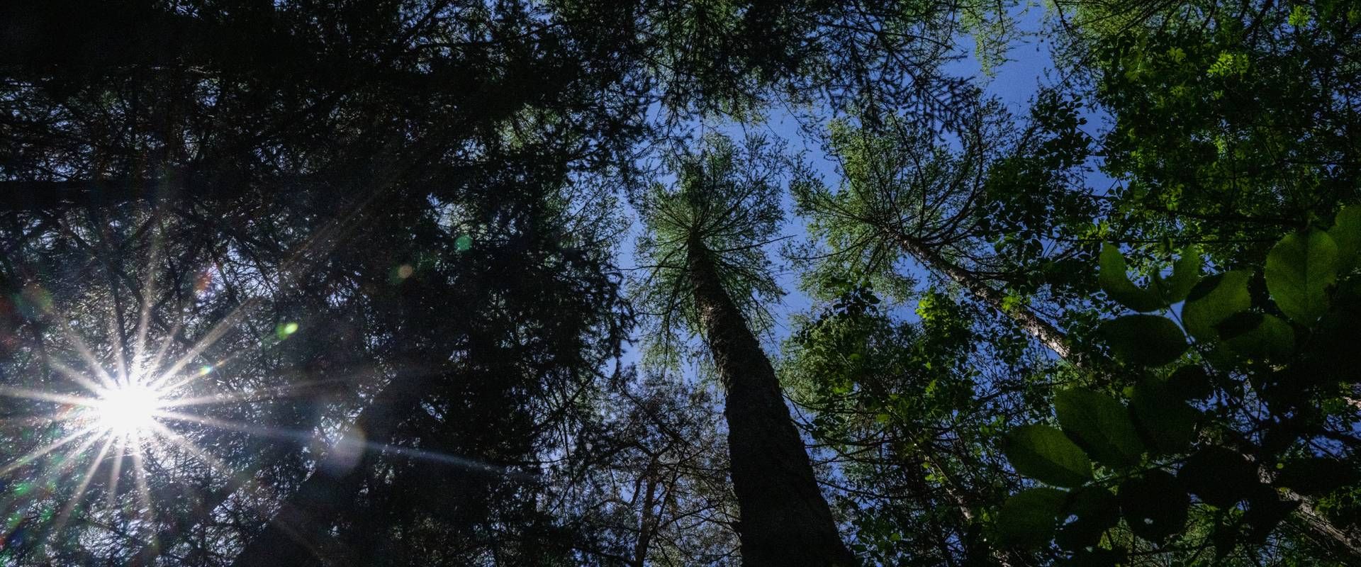Sunlight shines through tall tree trunks and dense forest canopy, with leaves silhouetted against a blue sky.