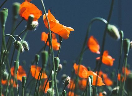 Leuchtend orange Mohnblumen mit grünen Stängeln vor dunklem Hintergrund im Garten.
