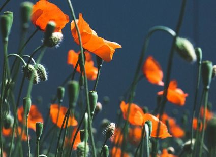 Leuchtend orange Mohnblumen mit grünen Stängeln vor dunklem Hintergrund im Garten.