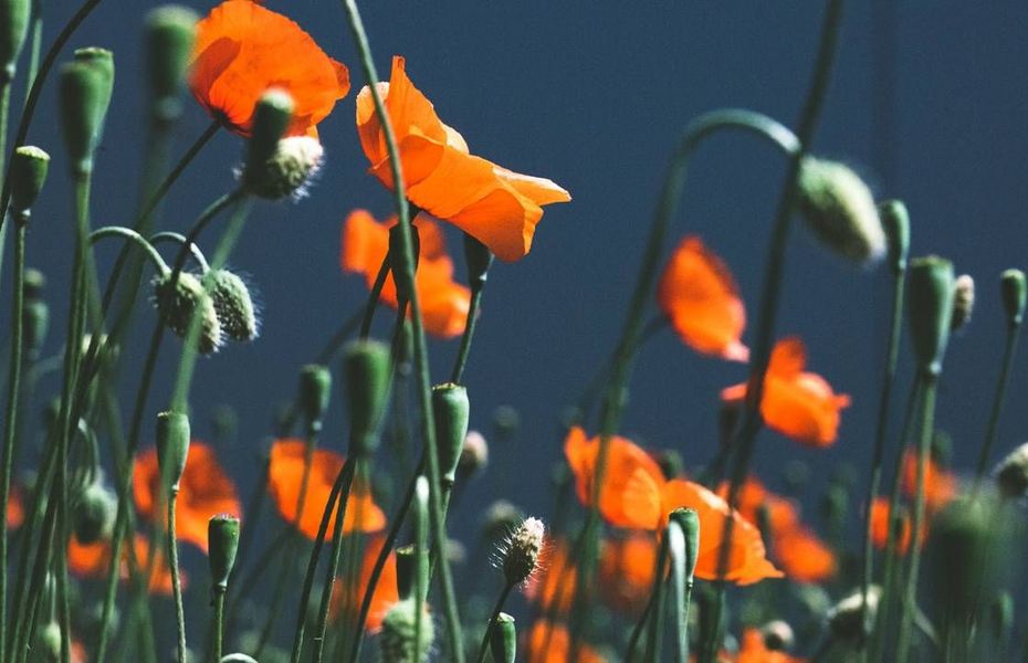 Mohnblumen im Garten des Preidlhof Leuchtend orange Mohnblumen mit grünen Stängeln vor dunklem Hintergrund im Garten.