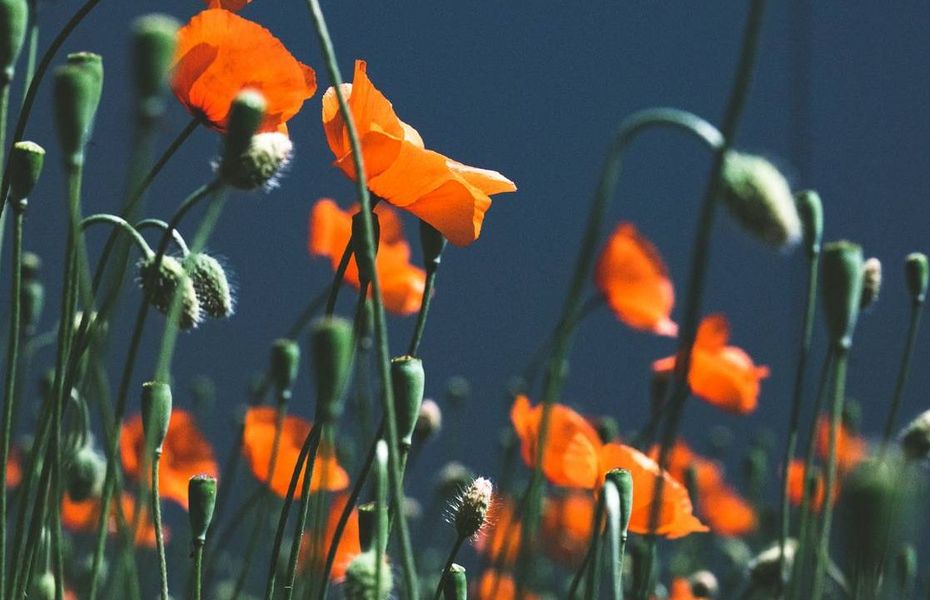 Leuchtend orange Mohnblumen mit grünen Stängeln vor dunklem Hintergrund im Garten.