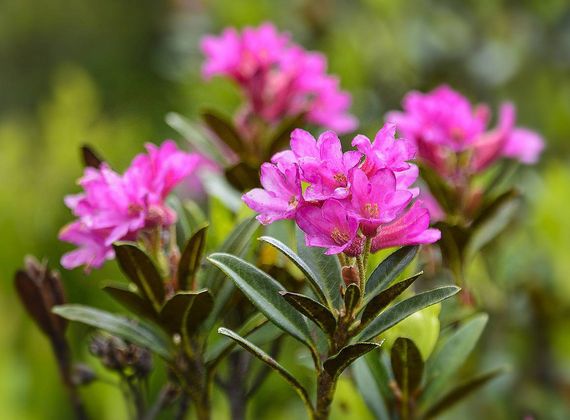 Rosa Alpenblüten mit schmalen Blättern vor weichem, grünem Hintergrund.