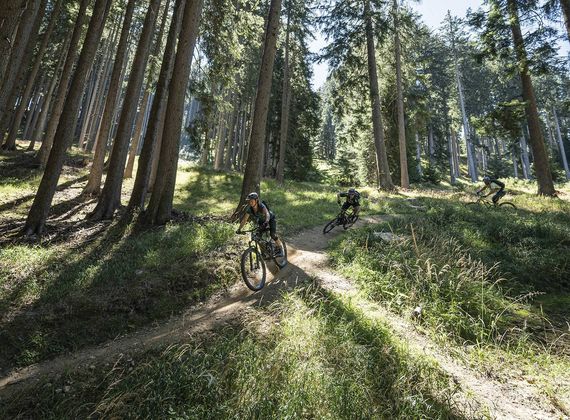 Drei Mountainbiker fahren auf einem schmalen Waldtrail durch einen lichten Nadelwald.