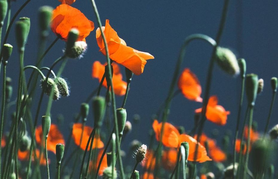 Orangerote Mohnblumen mit langen grünen Stielen vor dunklem Hintergrund.