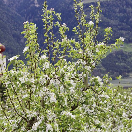 Ein blühender Obstbaum steht im Vordergrund, dahinter ist eine kleine Kirche vor den Bergen zu sehen.