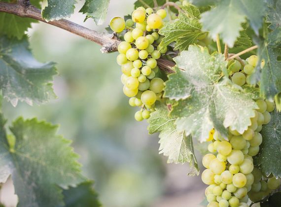 Grappoli di uva bianca pendono da una vite tra le foglie verdi.